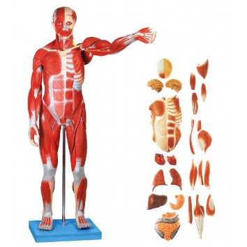 MALE MUSCLE FIGURE WITH INTERNAL ORGANS (HARD)